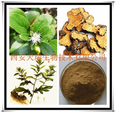 蒼術(shù)浸膏粉 植物提取物研發(fā)的前沿探索與應(yīng)用價(jià)值